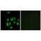 Mitochondrial Ribosomal Protein L32 antibody, A14134, Boster Biological Technology, Immunofluorescence image 