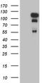 PHF-tau antibody, TA809192S, Origene, Western Blot image 