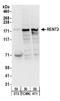 hUpf2 antibody, A303-929A, Bethyl Labs, Western Blot image 
