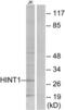Histidine triad nucleotide-binding protein 1 antibody, LS-C118912, Lifespan Biosciences, Western Blot image 