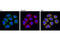 BCL2 Like 11 antibody, 2933T, Cell Signaling Technology, Immunocytochemistry image 
