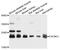 Calcium Voltage-Gated Channel Auxiliary Subunit Gamma 1 antibody, STJ112054, St John