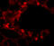 Epithelial splicing regulatory protein 2 antibody, 6187, ProSci, Immunofluorescence image 