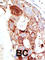 Sentrin-specific protease 6 antibody, abx026785, Abbexa, Western Blot image 