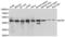 Eukaryotic translation initiation factor 3 subunit F antibody, LS-B15452, Lifespan Biosciences, Western Blot image 