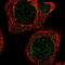 Mitochondrial Ribosomal Protein L51 antibody, PA5-58988, Invitrogen Antibodies, Immunofluorescence image 