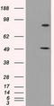 26S protease regulatory subunit 6A antibody, CF500931, Origene, Western Blot image 