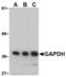 GAPDH antibody, AHP1628T, Bio-Rad (formerly AbD Serotec) , Immunohistochemistry paraffin image 