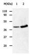 Annexin A2 antibody, orb107322, Biorbyt, Western Blot image 