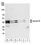 Aurora Kinase B antibody, A300-431A, Bethyl Labs, Western Blot image 