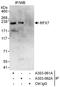 Regulatory Factor X7 antibody, A303-061A, Bethyl Labs, Immunoprecipitation image 