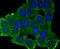 Matrix metalloproteinase-17 antibody, NBP2-75574, Novus Biologicals, Immunofluorescence image 