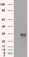 Serine/threonine-protein kinase Nek6 antibody, CF500529, Origene, Western Blot image 