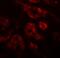 Double PHD Fingers 2 antibody, NBP1-76512, Novus Biologicals, Immunofluorescence image 