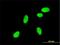 Neurogenin 2 antibody, H00063973-M01, Novus Biologicals, Immunocytochemistry image 