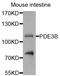 Phosphodiesterase 3B antibody, A8448, ABclonal Technology, Western Blot image 