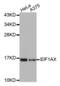 Eukaryotic translation initiation factor 1A, X-chromosomal antibody, abx004534, Abbexa, Western Blot image 