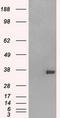 Fc Fragment Of IgG Receptor IIa antibody, TA500645S, Origene, Western Blot image 