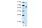 Zinc Finger Protein 57 antibody, ARP40121_T100, Aviva Systems Biology, Western Blot image 