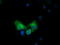 COBW Domain Containing 1 antibody, LS-C115554, Lifespan Biosciences, Immunofluorescence image 