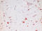 Huntingtin antibody, AM26742PU-N, Origene, Immunohistochemistry frozen image 