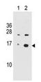 H2A Histone Family Member X antibody, GTX80694, GeneTex, Western Blot image 