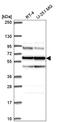 Seryl-TRNA Synthetase antibody, HPA064668, Atlas Antibodies, Western Blot image 