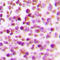 E2F Transcription Factor 4 antibody, LS-C352134, Lifespan Biosciences, Immunohistochemistry paraffin image 