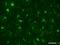 GFAP antibody, 837507, BioLegend, Immunohistochemistry paraffin image 