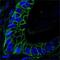 CD44 antibody, NBP1-47386, Novus Biologicals, Immunofluorescence image 