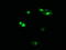 Host Cell Factor C2 antibody, M13232, Boster Biological Technology, Immunofluorescence image 