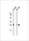 Inositol Monophosphatase 1 antibody, M05882, Boster Biological Technology, Western Blot image 