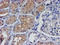 Protein Tyrosine Phosphatase Non-Receptor Type 7 antibody, LS-C786504, Lifespan Biosciences, Immunohistochemistry paraffin image 
