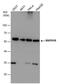 CDw293 antibody, PA5-27712, Invitrogen Antibodies, Western Blot image 