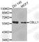 Cbl Proto-Oncogene Like 1 antibody, A3502, ABclonal Technology, Western Blot image 