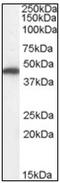 Fumarate Hydratase antibody, AP23828PU-N, Origene, Western Blot image 