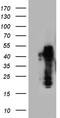Zinc finger Ran-binding domain-containing protein 2 antibody, CF809526, Origene, Western Blot image 