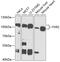 Fragile X mental retardation syndrome-related protein 2 antibody, GTX33207, GeneTex, Western Blot image 