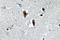 Lamin B1 antibody, LS-C177606, Lifespan Biosciences, Immunohistochemistry frozen image 
