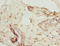 Zinc Finger Protein 232 antibody, A61938-100, Epigentek, Immunohistochemistry paraffin image 