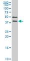 Fiz antibody, H00002487-M02, Novus Biologicals, Western Blot image 