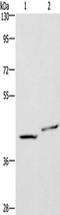 CD47 Molecule antibody, TA351054, Origene, Western Blot image 
