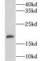 Cornichon Family AMPA Receptor Auxiliary Protein 3 antibody, FNab01797, FineTest, Western Blot image 
