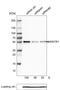 WW Domain Containing Transcription Regulator 1 antibody, MA5-24604, Invitrogen Antibodies, Western Blot image 
