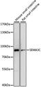 Semaphorin 3C antibody, A15386, ABclonal Technology, Western Blot image 