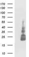 TNF-a antibody, CF506510, Origene, Western Blot image 