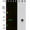 Aurora Kinase B antibody, M00762-2, Boster Biological Technology, Western Blot image 