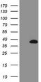 Insulin Like Growth Factor Binding Protein 1 antibody, CF808670, Origene, Western Blot image 