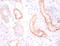 Cadherin 12 antibody, CSB-PA13109A0Rb, Cusabio, Immunohistochemistry frozen image 