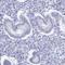 Nucleolar Protein 4 Like antibody, HPA041768, Atlas Antibodies, Immunohistochemistry frozen image 